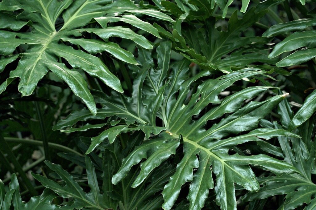 Hvilken Philodendron Plante Passer Bedst til Din Indretningsstil?